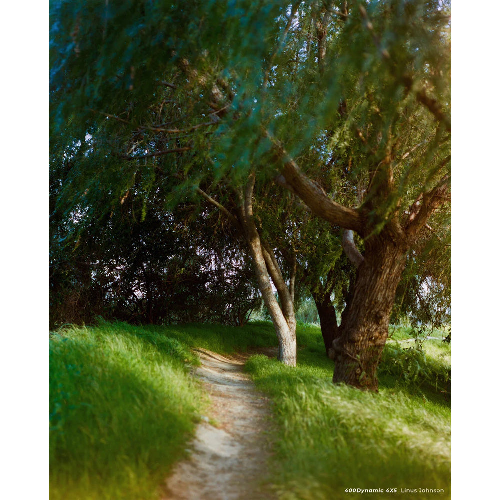 Cinestill 400D 4x5 - 25 Sheets