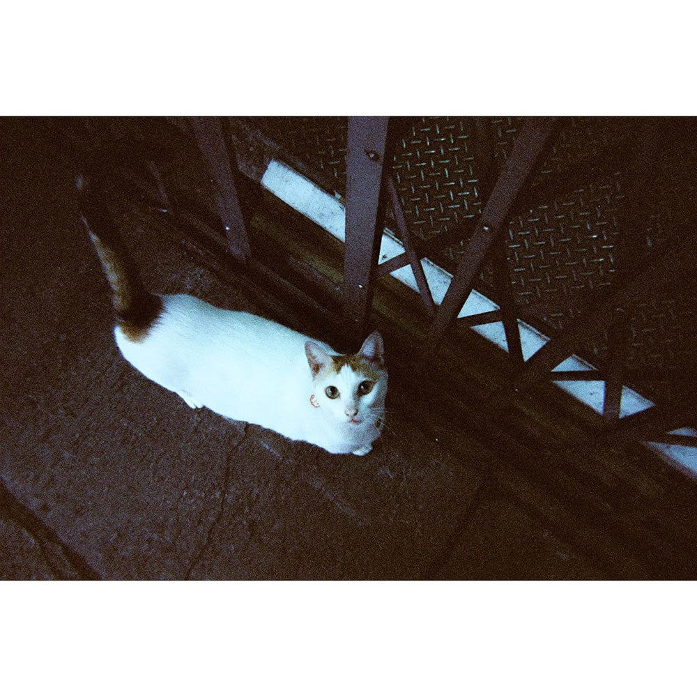 Amber Tungsten 800 Disposable Camera