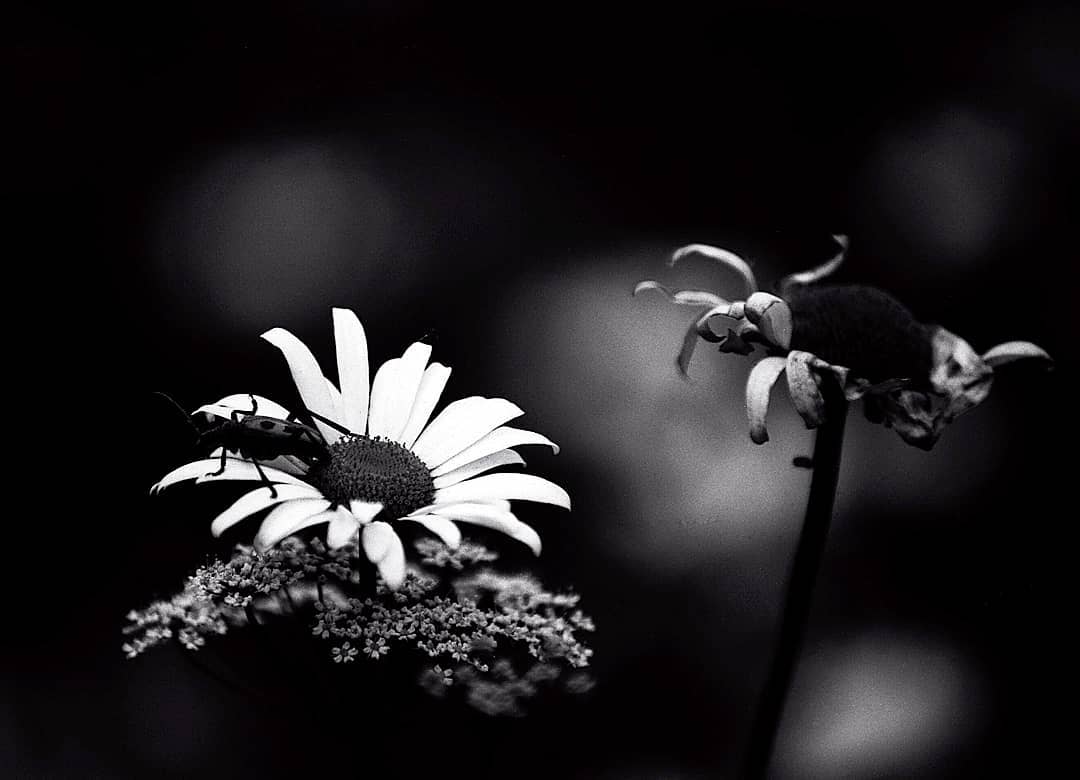 Rollei Blackbird 35mm