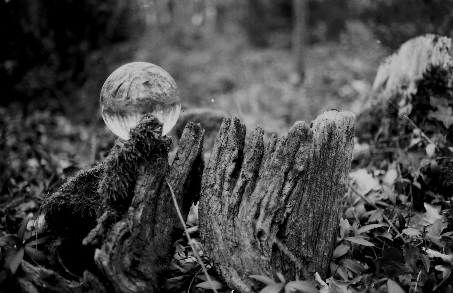 ORWO NP100 35mm (EXP: 10/24)