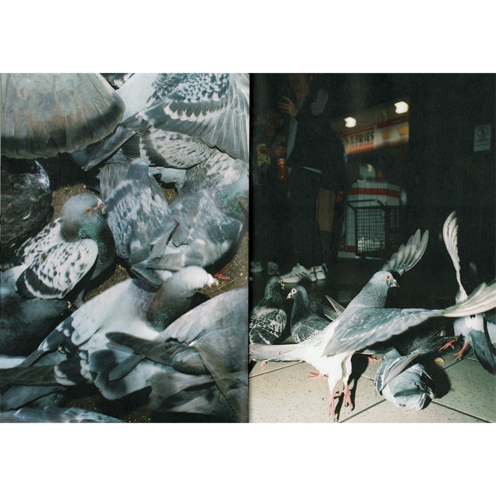 'Pigeon Envy' Zine