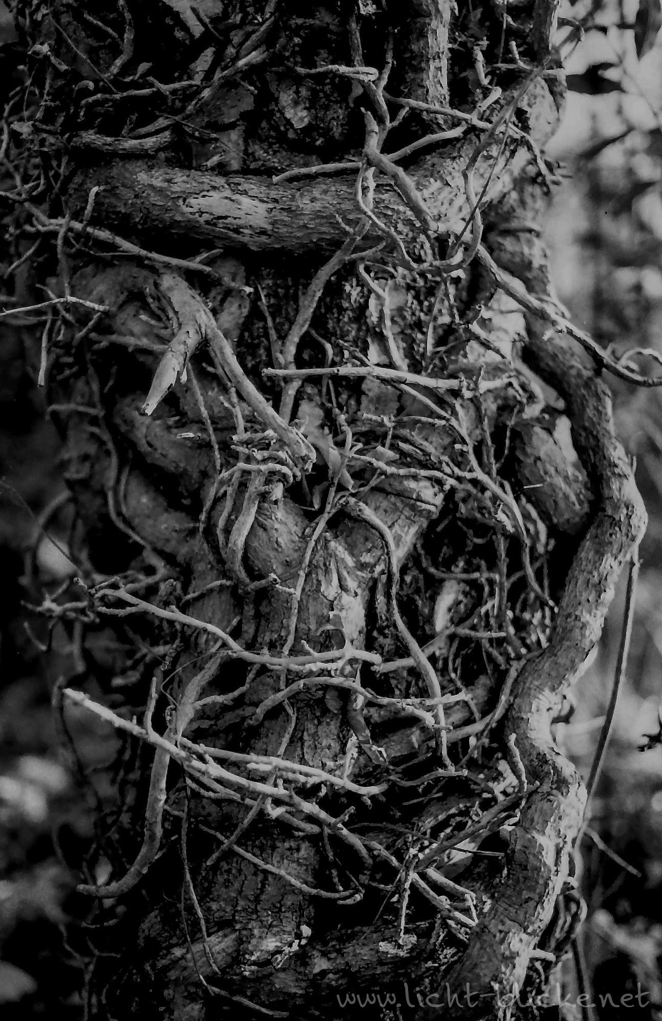 ORWO UN54 100 35mm