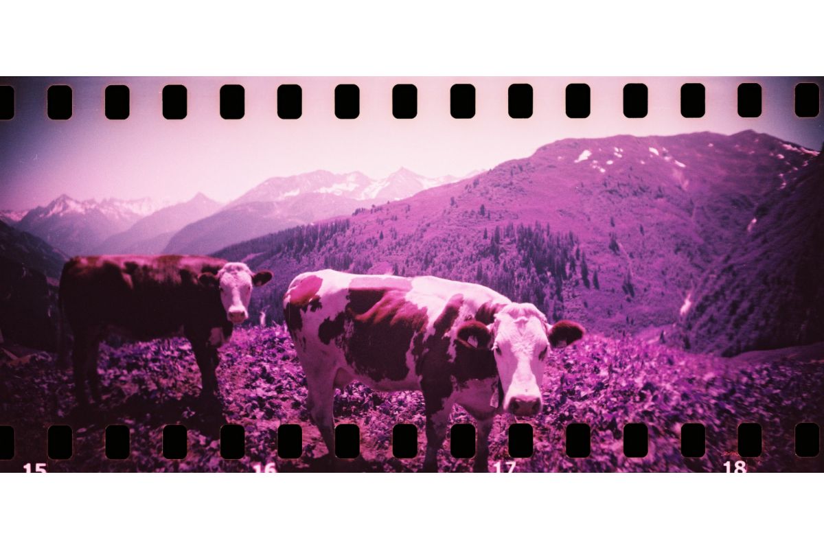 Lomography Sprocket Rocket 35mm Camera - Black