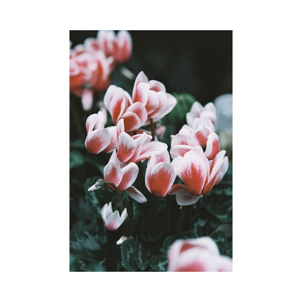 Lomochrome Color '92 400 120