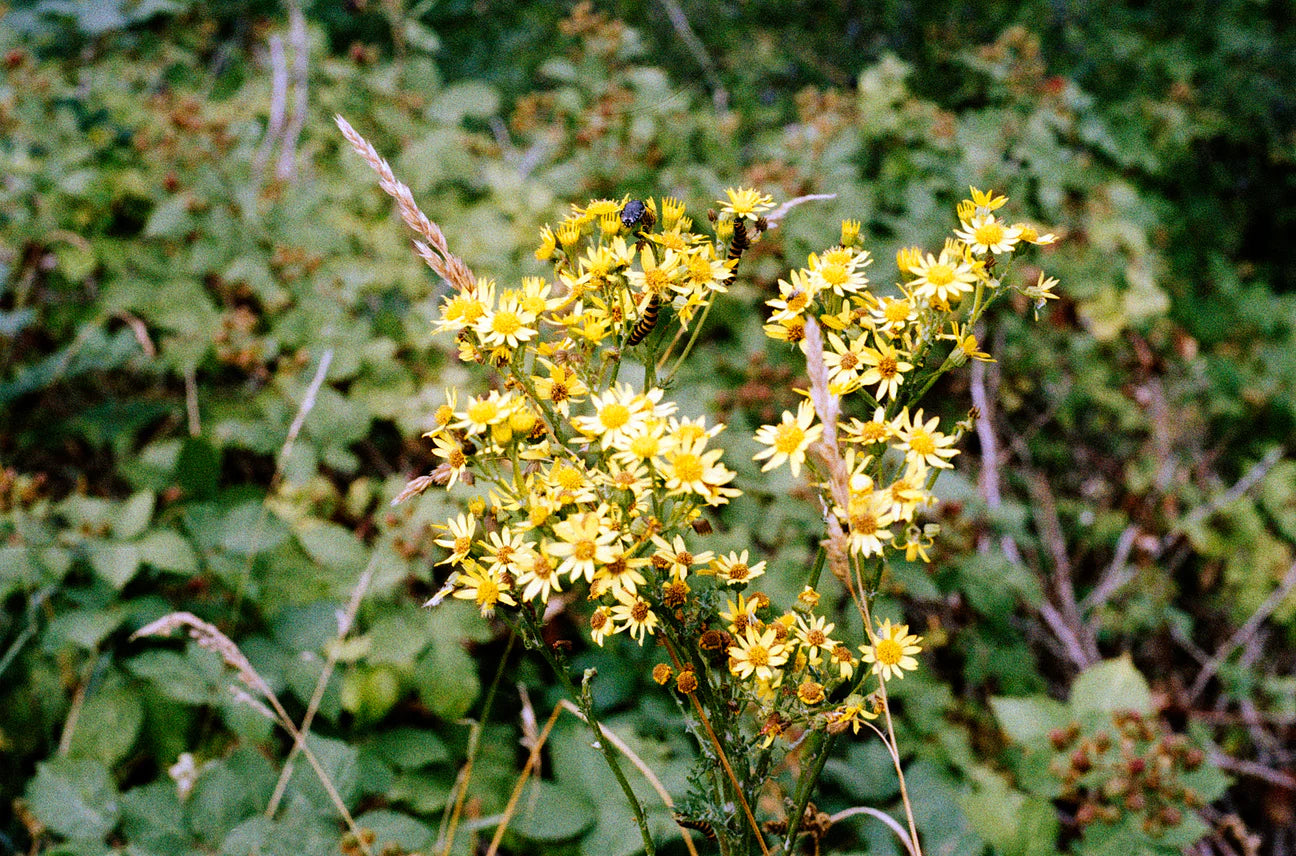 ORWO NC500 - 100ft 16mm Film - EXPIRED