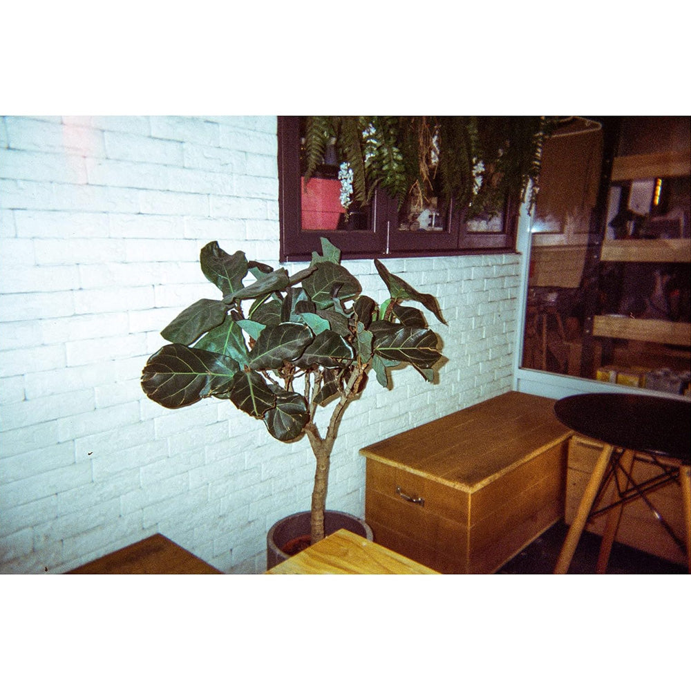 Amber Spark 400 Disposable Camera