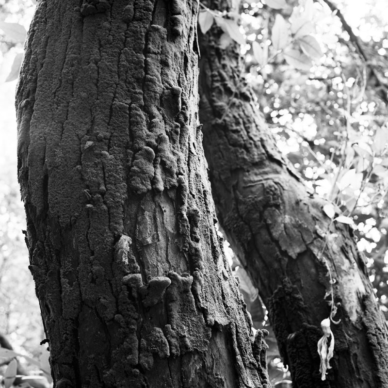 RPX 25 35mm