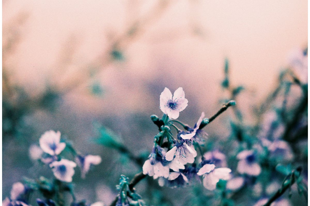 Lomochrome Turquoise 35mm