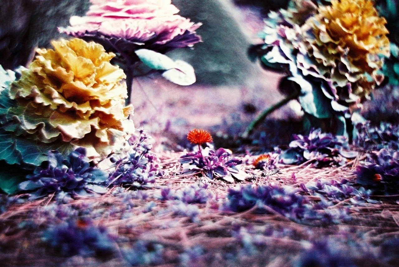 Lomochrome Purple XR 100-400 35mm